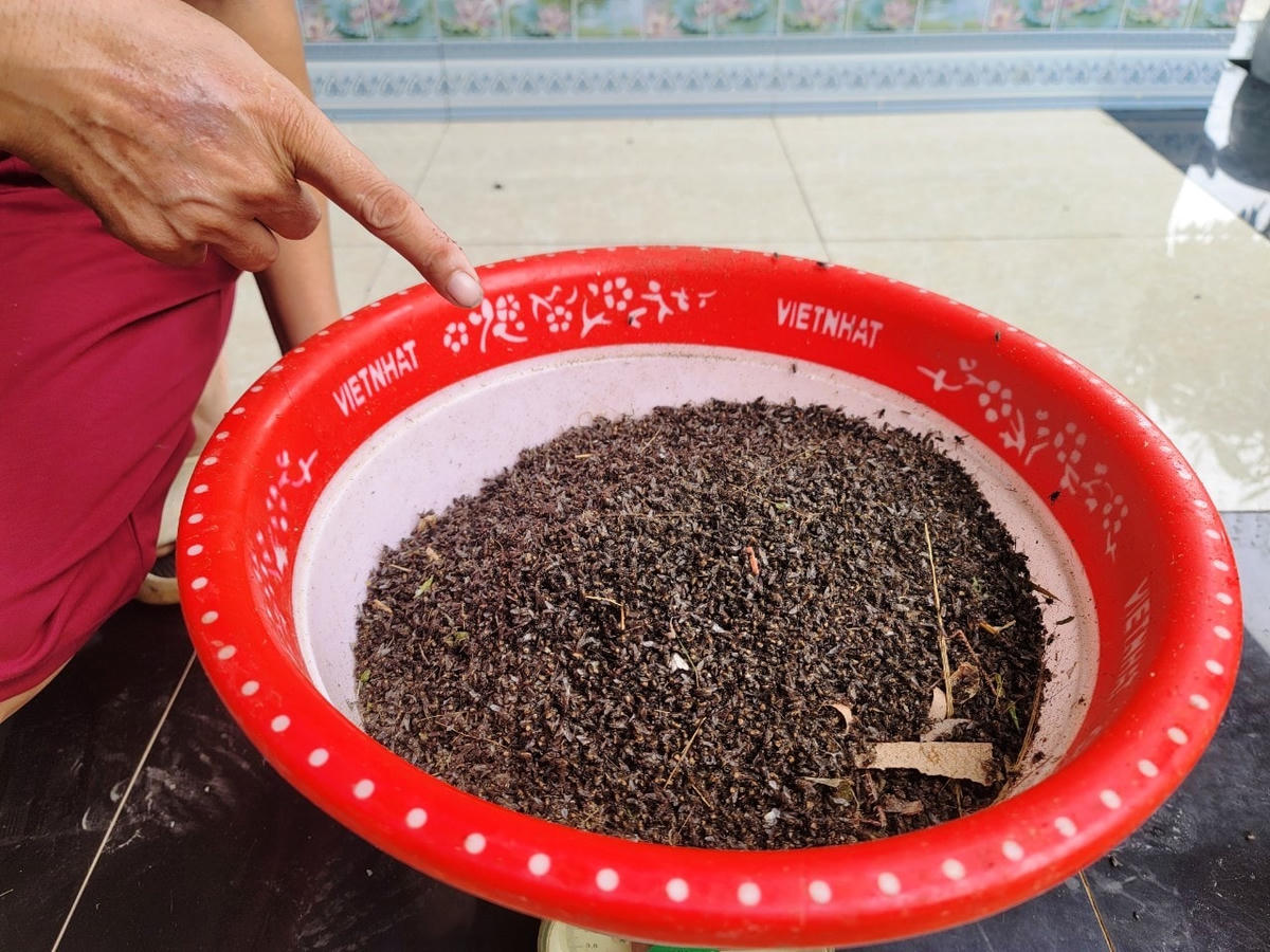 Chỉ trong 1 buổi sáng, ông Diệu đã diệt và tiêu hủy 1,2kg ruồi.