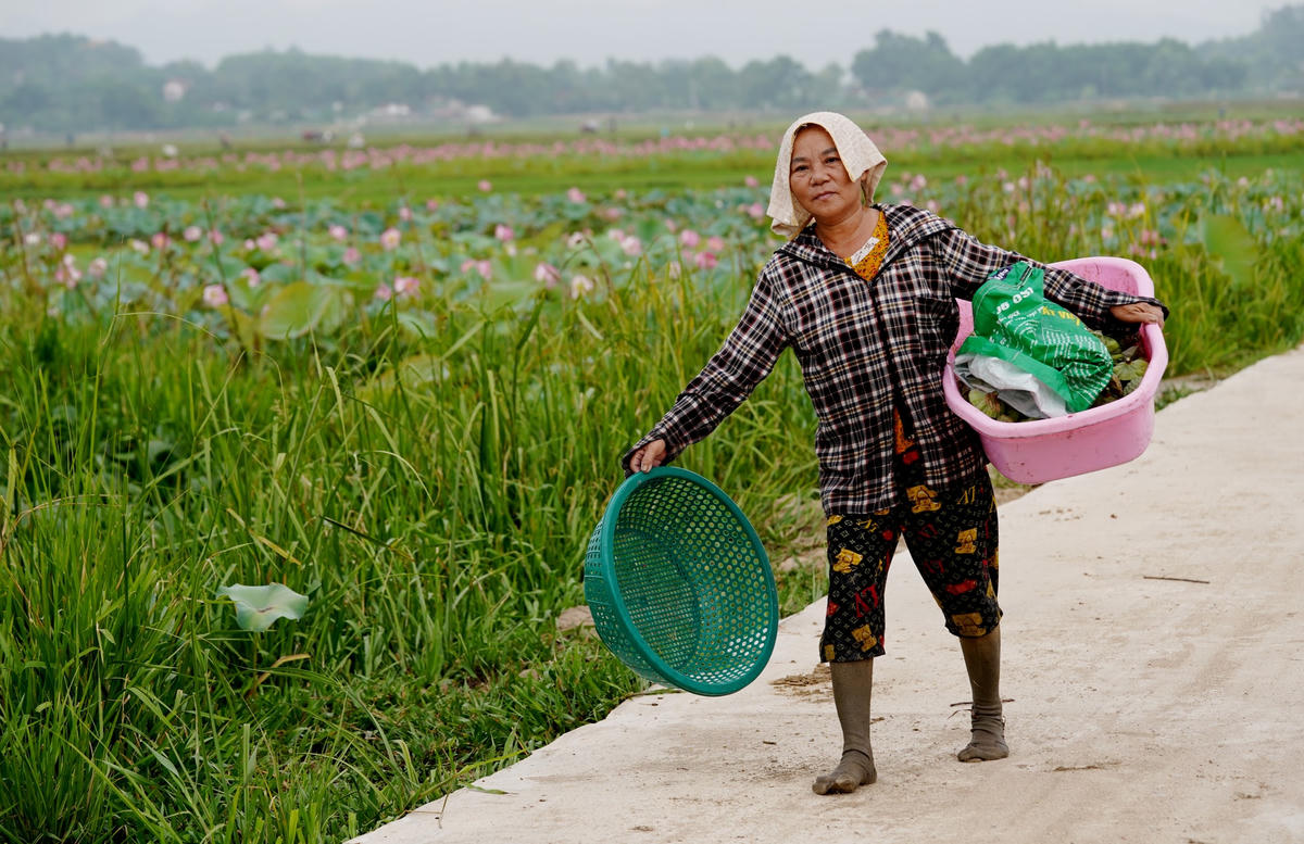 "Gia đình tôi trồng hơn 2 sào sen, quá trình chăm sóc cũng không mất nhiều thời gian như trồng lúa. Mỗi mùa vụ, việc bán hạt sen cũng mang lại thu nhập khá cho gia đình”, bà Nguyễn Thị Đào nói.