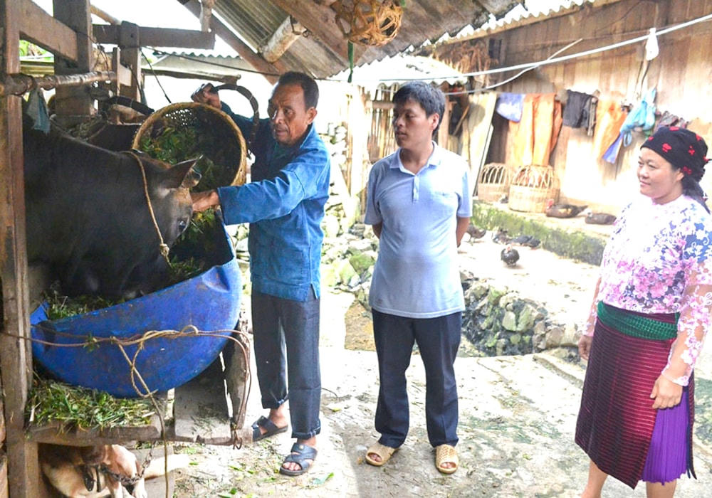 Người có uy tín thôn Tìa Chí Dùa, thị trấn Mèo Vạc (huyện Mèo Vạc, Hà Giang) vận động con cháu, người dân trong thôn phát triển kinh tế từ mô hình nuôi bò.