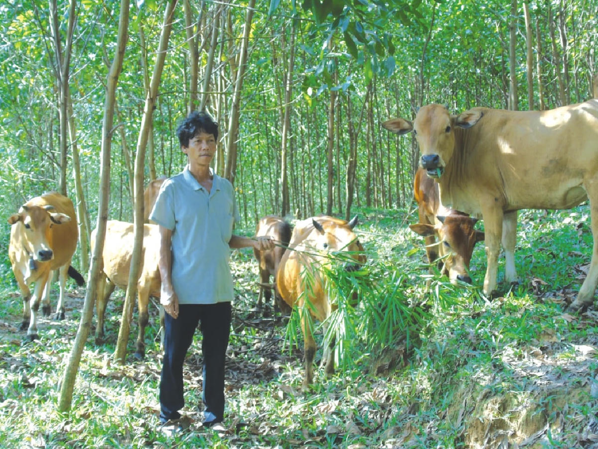 Ông Hồ Phình bên đàn bò của mình.