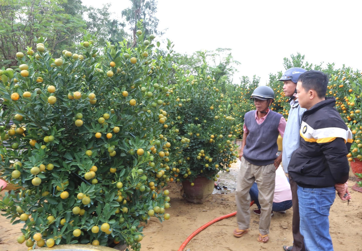 Thương lái đến hỏi mua các chậu quất cảnh của người dân phường Thanh Hà.