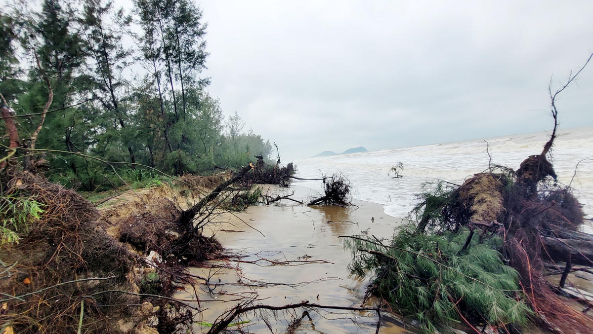 Tại hiện trường, hàng trăm cây phi lao bị sóng đánh bật gốc, người dân địa phương bất an nếu tình trạng này không xử lý sớm thì gần 40 héc ta rừng phòng hộ sẽ bị uy hiếp.