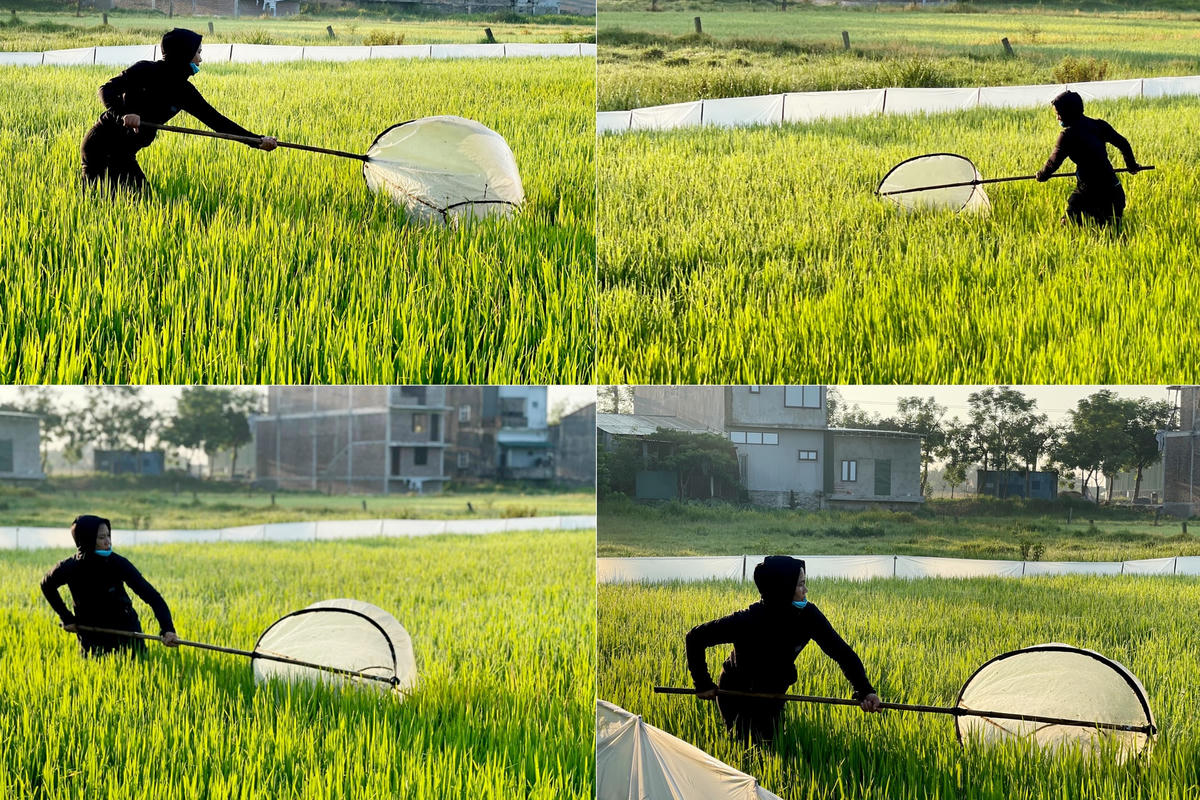 Chị Ngọc chia sẻ, nghề săn cào cào không khó, quan trọng là phải biết quan sát và rõ tập tính của loài côn trùng này. Vào mùa gặt, cào cào xuất hiện nhiều trên những ruộng lúa, đến khi lúa gặt xong thì các ruộng cỏ cũng nhiều không kém. Sau những cơn mưa, chỉ cần phất nhẹ sẽ thấy rất nhiều cào cào nhảy vào vợt.