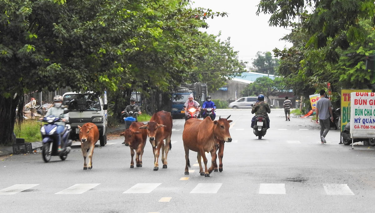 Đường phố ở phường Hòa Minh, quận Liên Chiểu (Đà Nẵng) bị biến thành bãi chăn bò. Ảnh chụp sáng 12/12. 