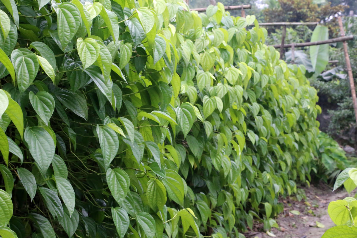 Trầu không "tiến vua" ở làng Văn Sơn, xã Đỉnh Bàn, huyện Thạch Hà, Hà Tĩnh có vị đặc biệt.