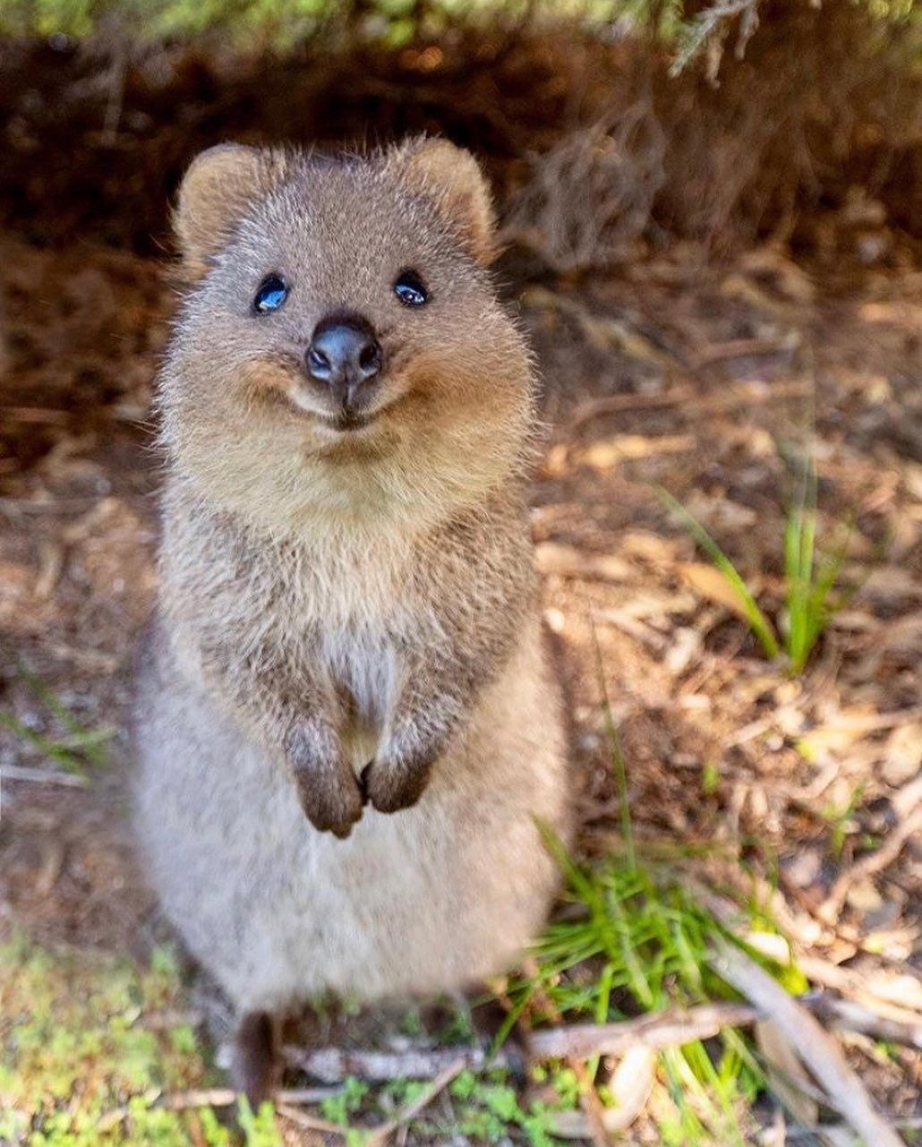 Quokka - Loài động vật hạnh phúc nhất thế giới. Ảnh: Grunge.