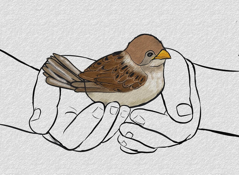 sparrow-7263192_960_720.jpg