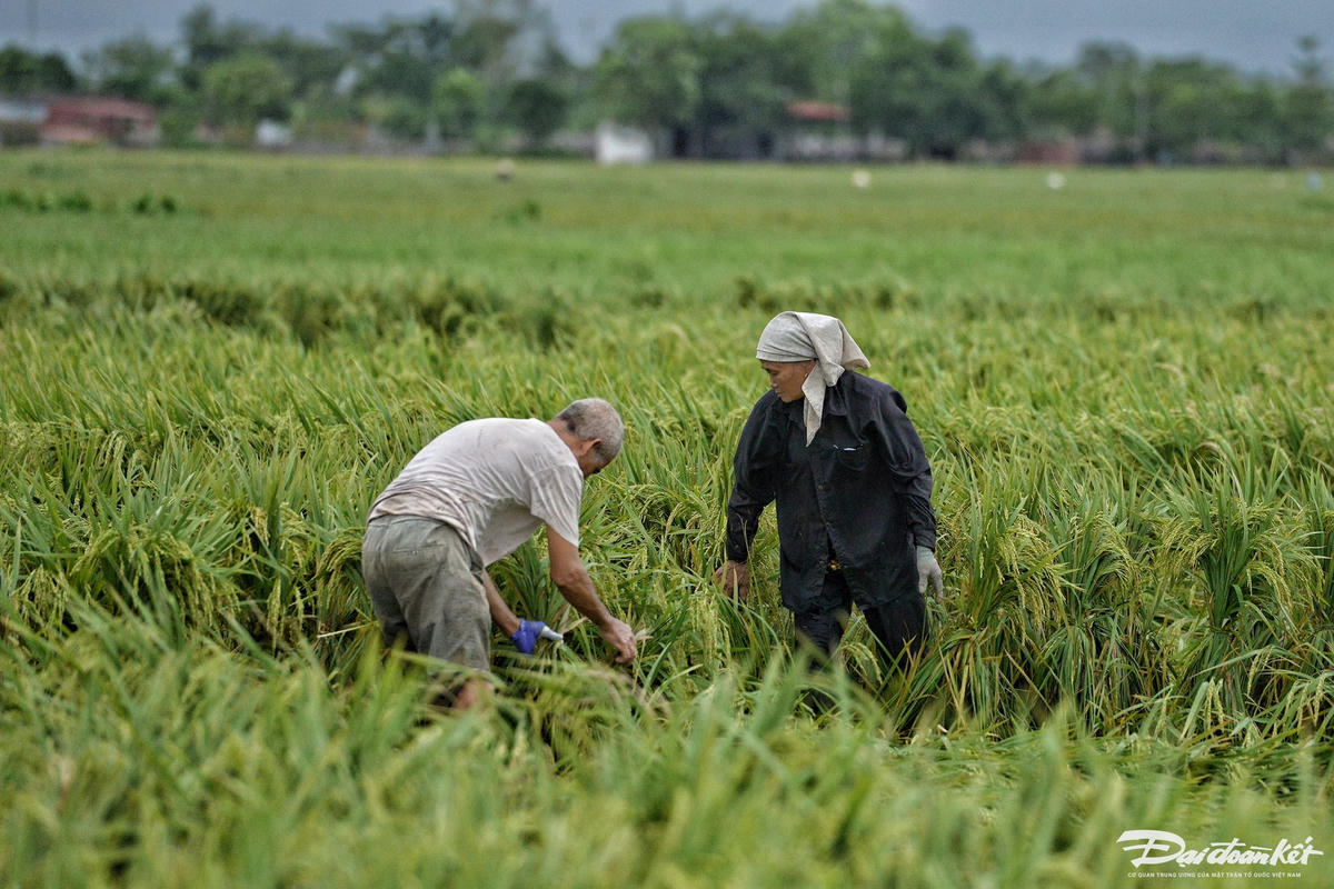 dung_lua-le-khanh14.jpg