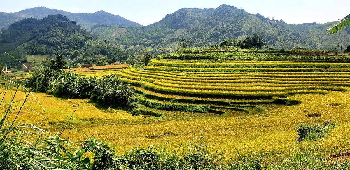 Những thửa ruộng bậc thang đổ màu vàng rực từ triền thung xuống chân đồi.