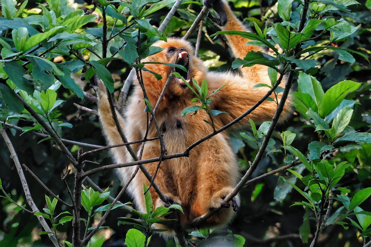 Chúng thường bảo vệ lãnh thổ của mình bằng cách hú to. Mỗi lần hú thường kéo dài khoảng 15 phút. 