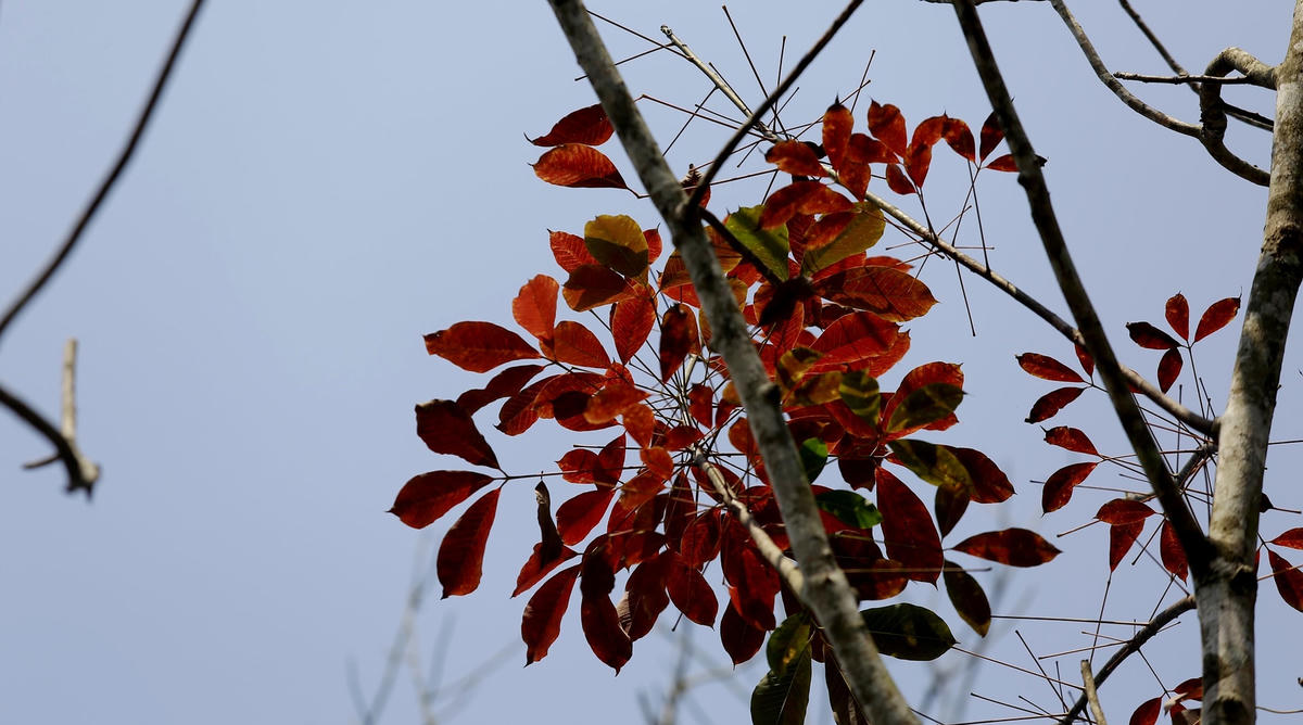 Những chiếc lá xanh trên cành từ từ chuyển vàng rồi mới đồng loạt chuyển thành màu đỏ và rụng xuống.