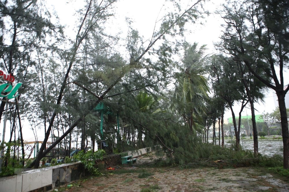 Bão làm ngã đổ, gãy nhiều cây xanh trên đường Nguyễn Tất Thành ở Đà Nẵng. (Ảnh Trần Lê Lâm/TTXVN).