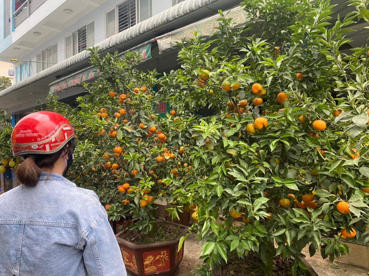 Những gốc cam canh có màu sắc đỏ vàng đặc trưng được nhiều người ưa chuộng. Giá từ 4-5 triệu đồng/gốc.