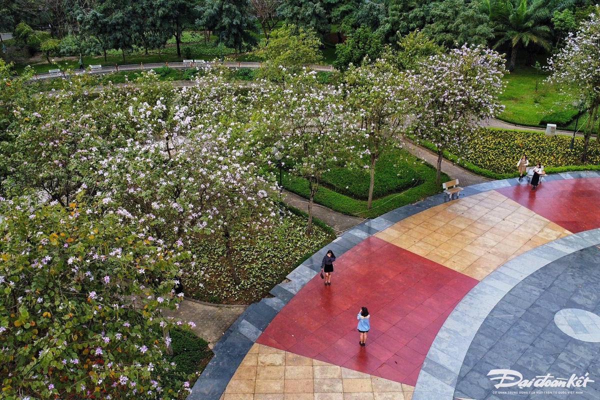 hoa_ban_cau_giay-le-khanh5.jpg