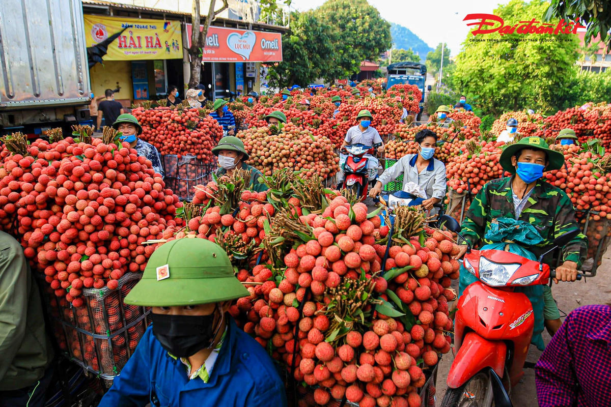 Hàng dài xe chở đầy vải tấp nập buôn bán.