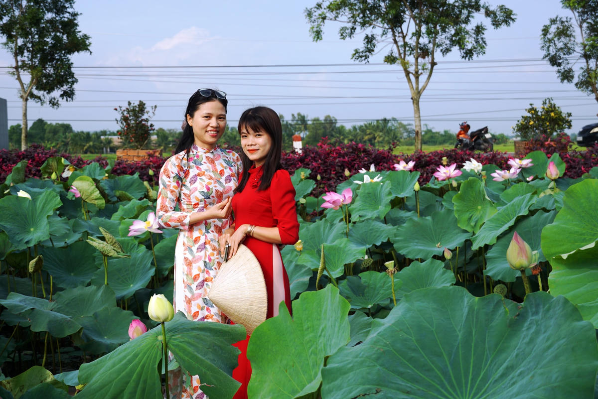 Chek-in bên cánh đồng sen hồng thơm ngát. Ảnh: Mạnh Thìn.