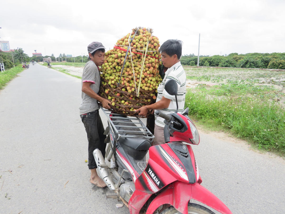 Vải u trứng trắng tại huyện Thanh Hà có vị thơm, ngon, ngọt, dày cùi hơn những loại vải khác và chủ yếu được xuất khẩu ra thị trường nước ngoài.