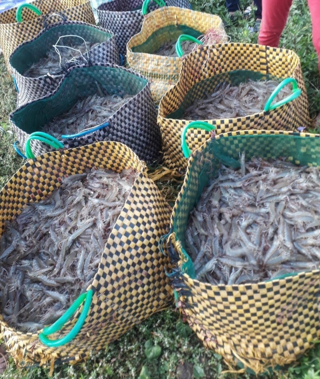 Cận tết, giá tôm nguyên liệu ở miền Tây tăng 30.000-40.000 đồng/kg.