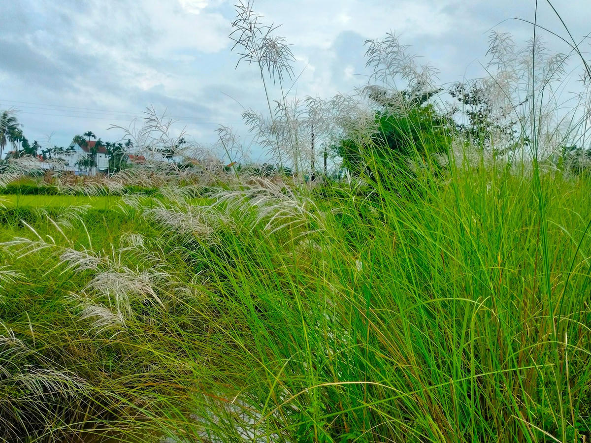 Hoa cỏ lau khoe sắc vào mùa đông.