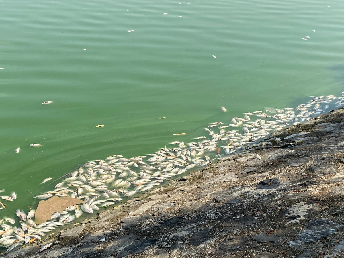 Hải Phòng: Cá chết hàng loạt ở hồ điều hòa có thể do nước nhiễm mặn