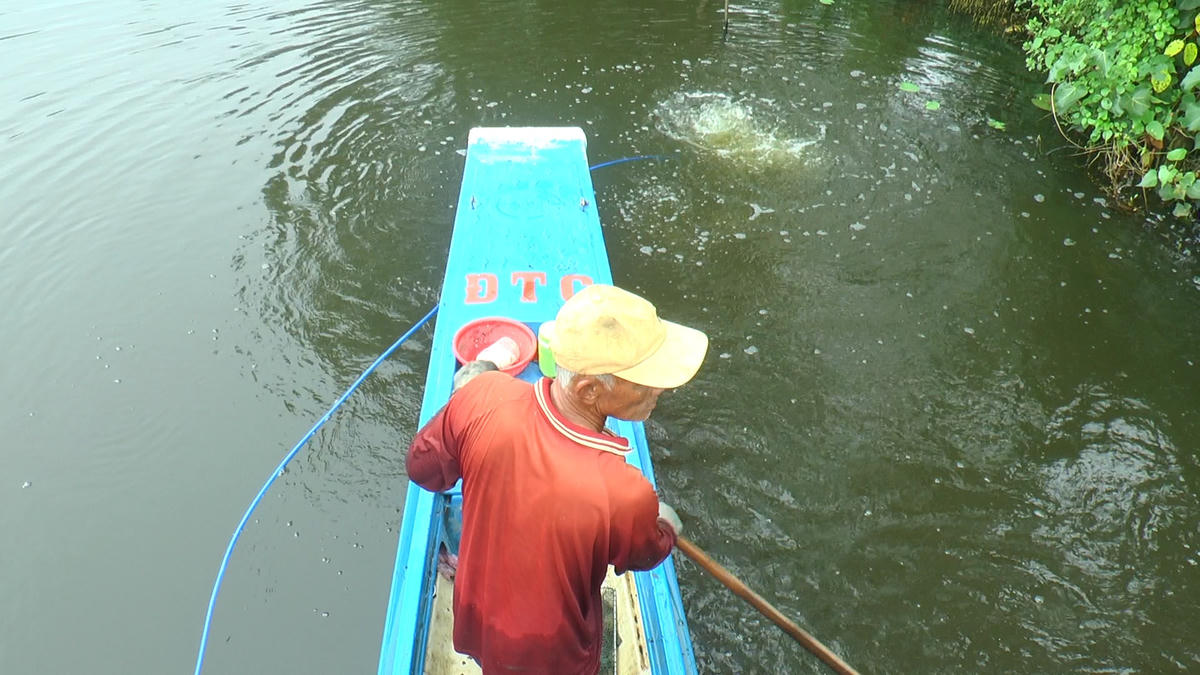 Mỗi ngày ông Nguyễn Văn Rị, 70 tuổi ở xã Hồ Thị Kỷ, huyện Thới Bình, tỉnh Cà Mau cùng cháu ngoại có thể lặn kiếm được hơn 1 triệu đồng.