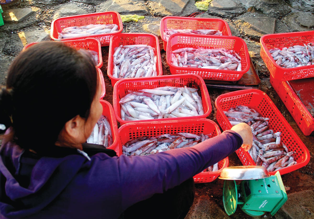 Tất cả những nguồn hàng hải sản này sẽ được tiểu thương thu mua và cung cấp cho các nhà hàng, khách sạn.  