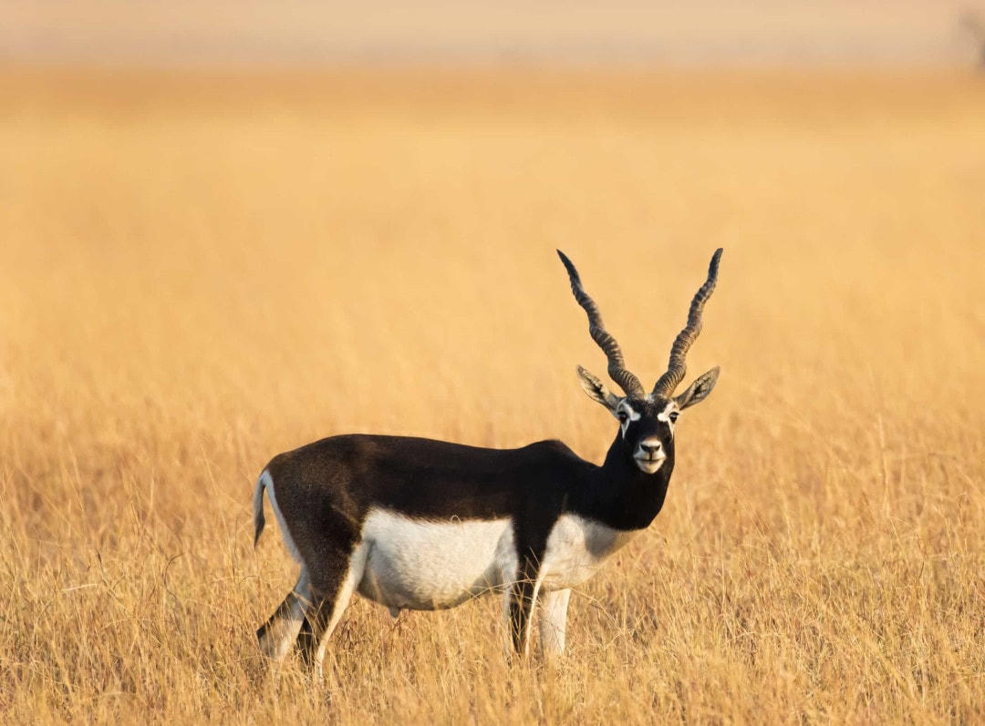 [Ảnh] Những chiếc sừng và gạc ấn tượng trong vương quốc động vật