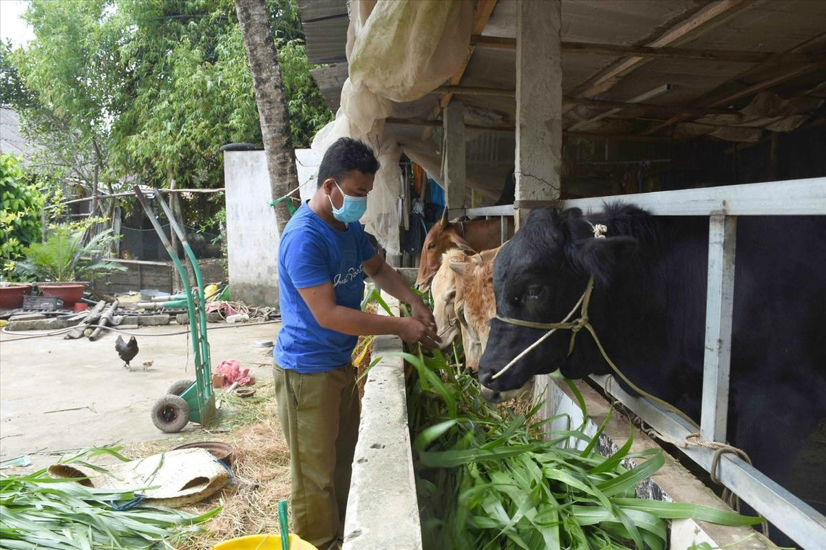 Mô hình chăn nuôi bò sữa mang lại thu nhập ổn định, giúp đồng bào dân tộc Khmer ở Sóc Trăng thoát nghèo. Ảnh: Ngân Thương.