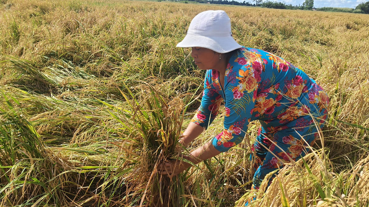 Do quá ngày cắt và bị sập nằm trong nước nên không ít diện tích bông lúa bị úng, lên mọng gây thiệt hại cho nông dân.