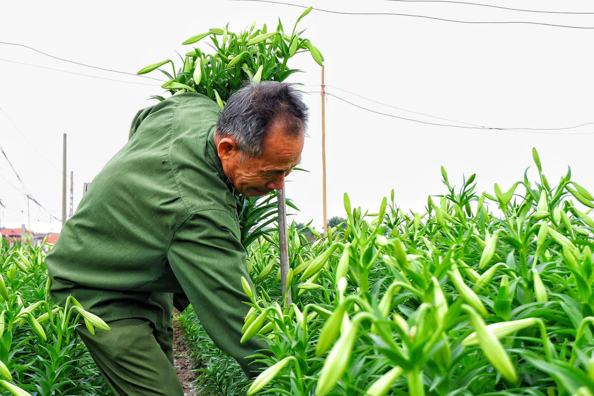 Do thị trường tiêu thụ lớn, người dân Tây Tựu mạnh dạn mở rộng diện tích gieo trồng quanh khu vực các xã Hạ Mỗ (Bắc Từ Liêm) và Liên Hồng (Đan Phượng).