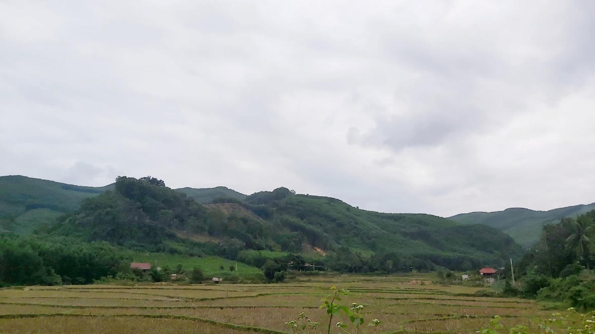 Khu vực rừng thuộc tiểu khu 190 xã Châu Hội, huyện Quỳ Châu (Nghệ An).