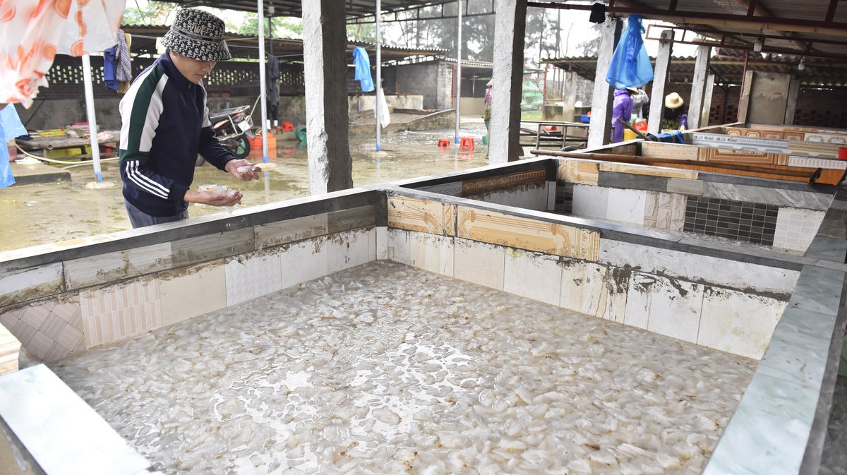 Tiếp đó, sứa biển được cho vào các bể xi măng ngâm với nước, muối, phèn với độ mặn thích hợp để đảm bảo sản phẩm sứa thành phẩm sạch, dai, giòn sần sật. Đây là khâu đảm bảo chất lượng sứa thành phẩm.  