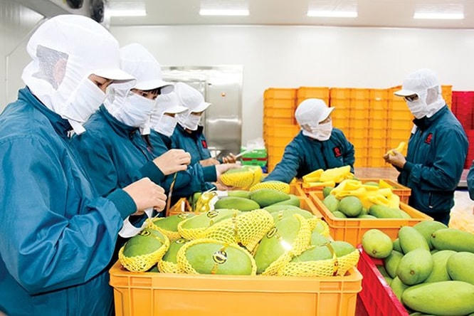 Sản phẩm xoài đứng top 3 xuất khẩu sang Hàn Quốc.