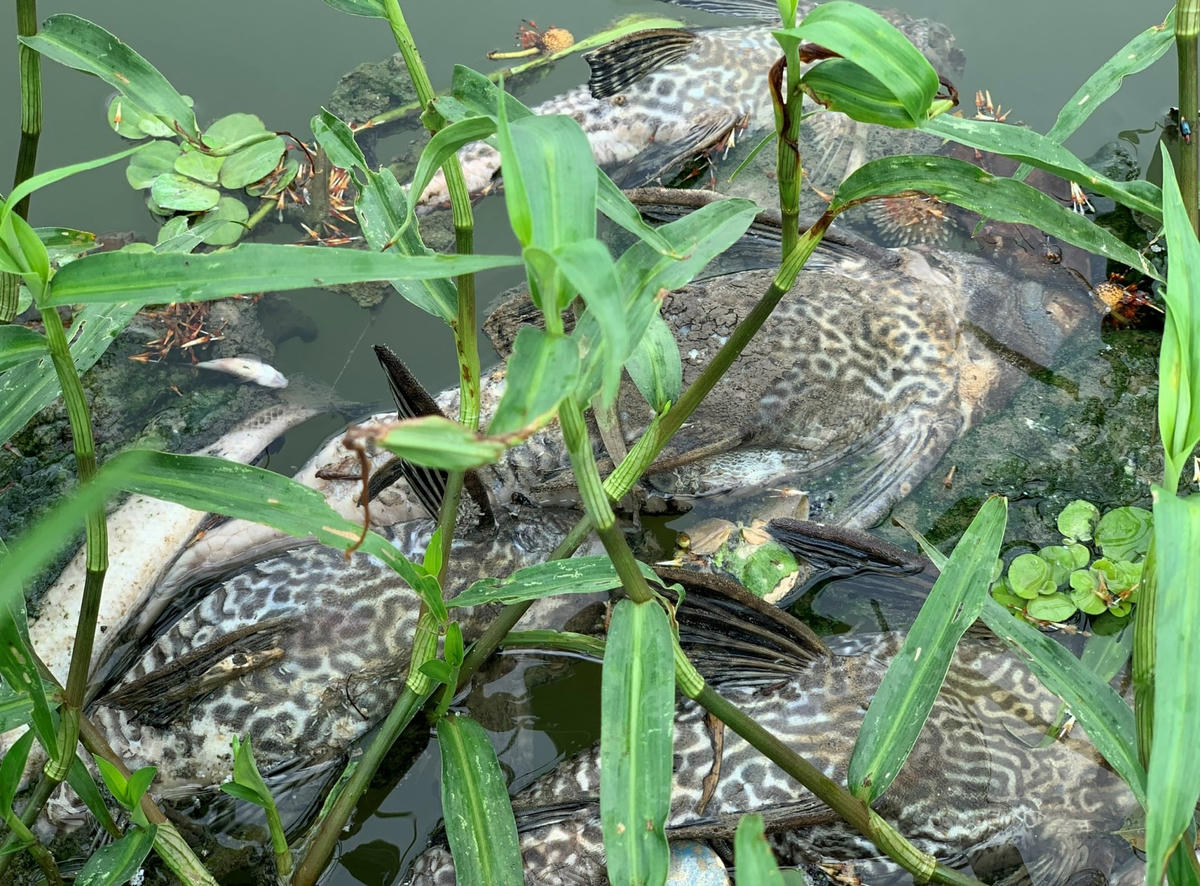 Cá chết trên sông Bàu Giang phân hủy bốc mùi hôi thối.