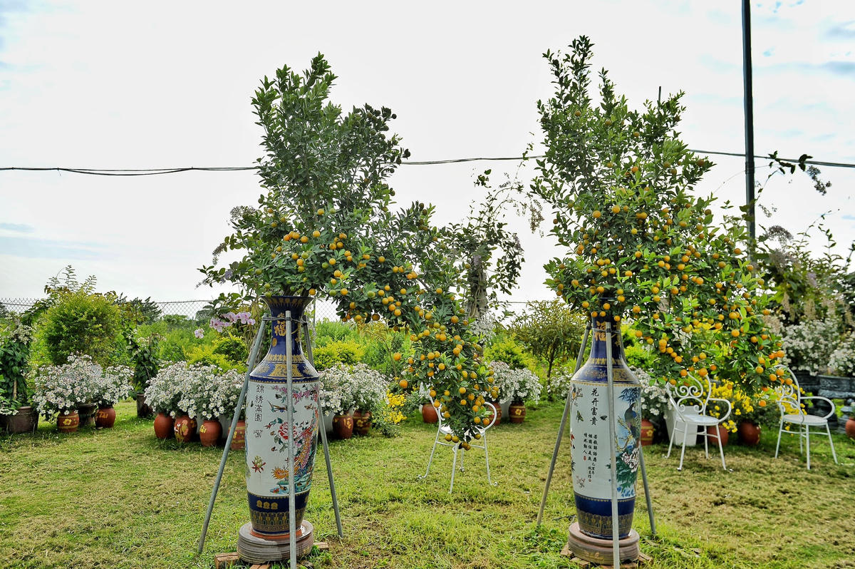 Chị Ngô Thu Trang, chủ vườn quất Xuân Lộc tại Tứ Liên, quận Tây Hồ, Hà Nội nhận định, năm nay, thời tiết khá thuận lợi để tạo ra được những sản phẩm quất cảnh đẹp.