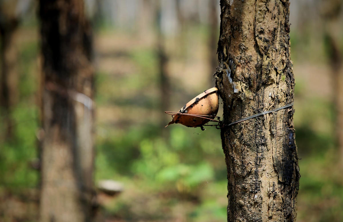 Thời gian này, những công nhân tại nông trường sẽ ngưng thu hoạch mủ. Đây cũng là mùa vệ sinh và dưỡng cây để chuẩn bị cho mùa thu nhựa năm sau.