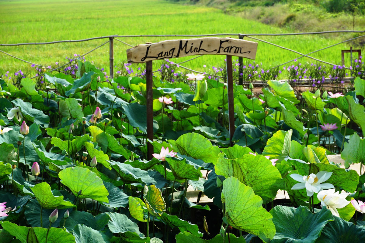 Lang Minh Farm là công trình do Hội LHPN xã Lang Minh tạo dựng với sự góp sức của các đoàn thể địa phương như: Đoàn Thanh niên, Hội Nông dân, Hội cựu chiến binh. Ảnh: Mạnh Thìn.