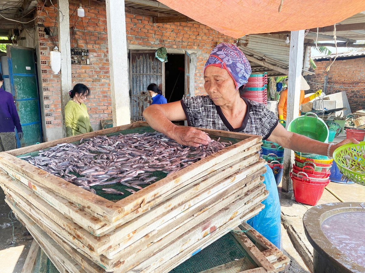 Cá cơm được bỏ trên vỉ lưới.