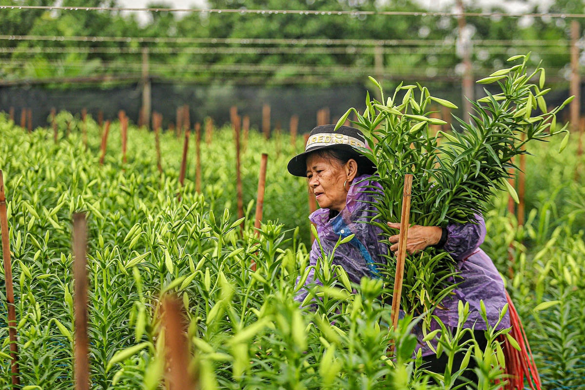 Gia đình bà Liên (làng Hạ Mỗ, huyện Đan Phượng) hiện có 5 sào hoa loa kèn, trung bình mỗi ngày thu hoạch khoảng 2.000-3.000 bông.