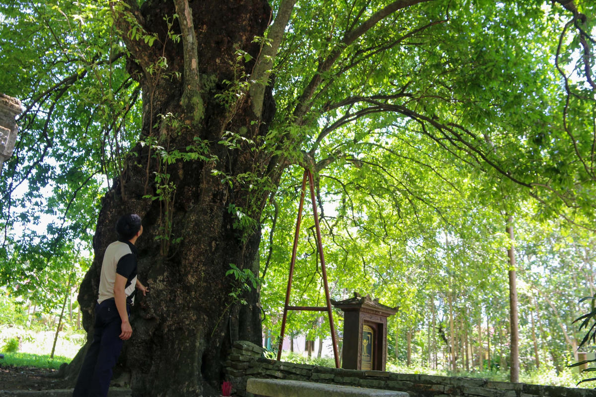 Cây thị tại làng cổ Phước Tích được công nhận là Cây Di sản Việt Nam vào năm 2015  