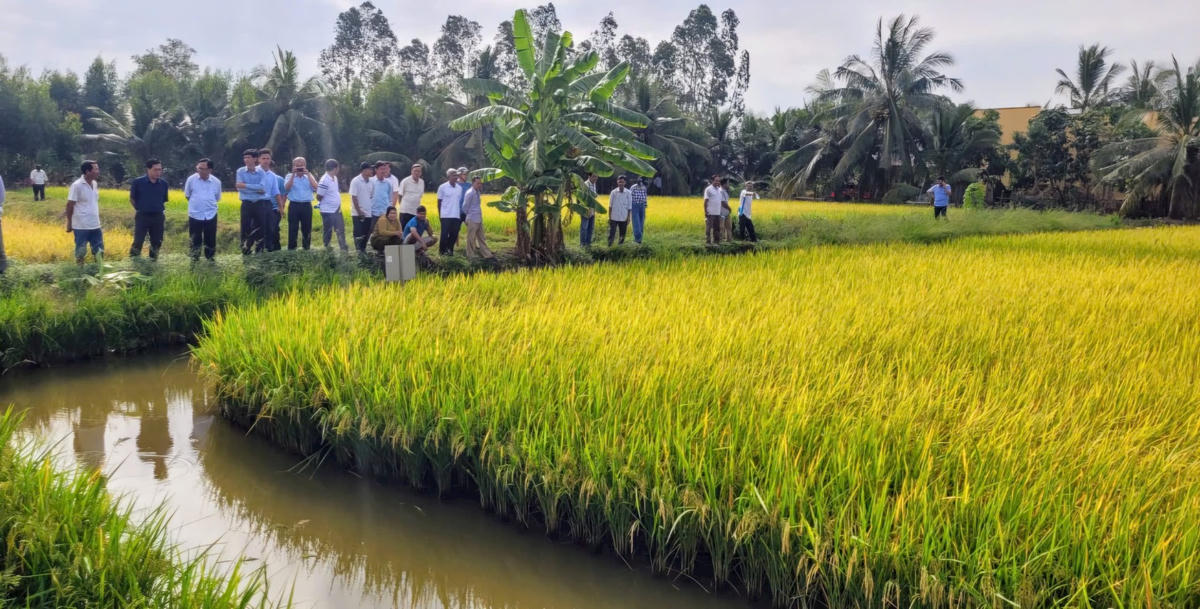 ẢNH 1 Mô hình “con tôm ôm cây lúa” đã giúp người dân ở đây vươn lên khá giả.