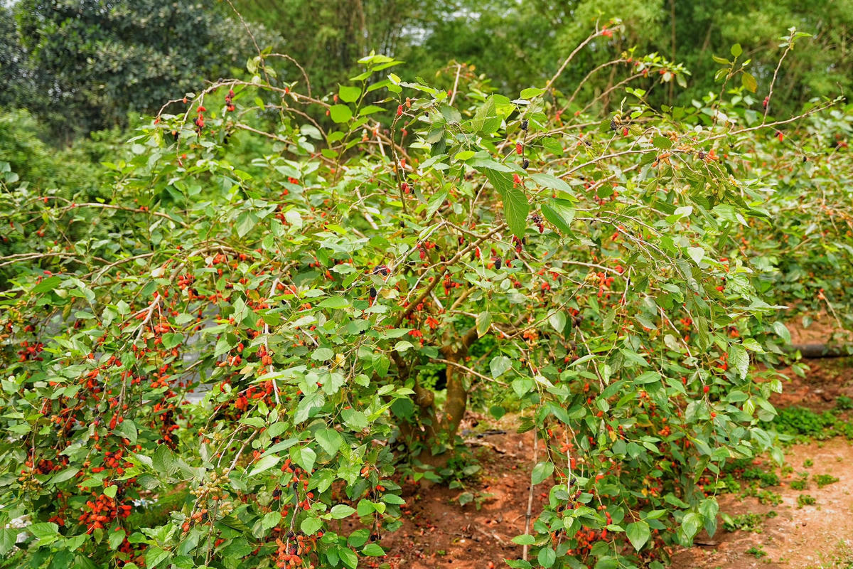  Thời gian qua, nhận thấy việc trồng dâu tằm cho ra hiệu quả kinh tế cao, nông dân xã Dương Liễu của huyện Hoài Đức, Hà Nội đã phát triển canh tác mở rộng vùng trồng dâu tằm ta. Nhờ vậy, cuộc sống của người dân được cải thiện.