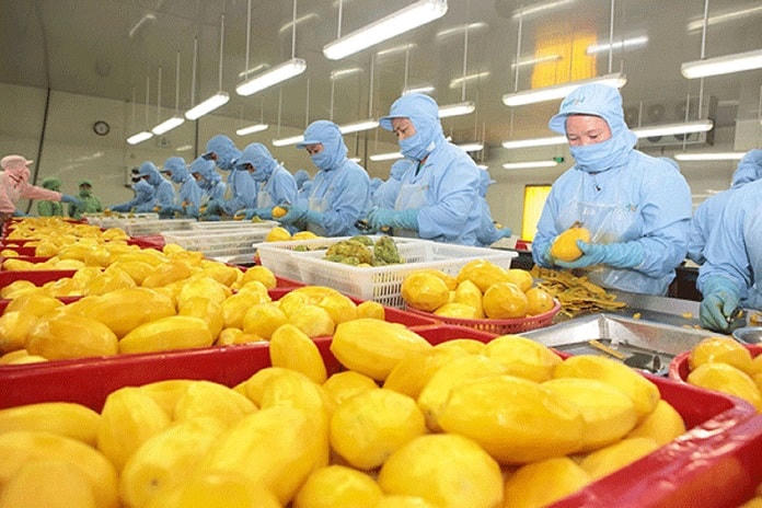 Chế biến xoài đóng hộp để xuất khẩu đi thị trường EU. Ảnh: Chu Khôi.