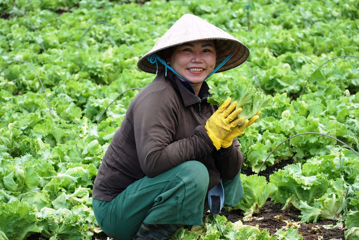 Bà Trần Thị Minh Châu ở ấp Tân Tiến, xã Xuân Hiệp có 27 năm trồng rau. Bà là thành viên tích cực của HTX rau an toàn Lộc Tiến có nhiều đóng góp trong phát triển nông nghiệp theo tiêu chuẩn sạch của địa phương. Sản phẩm rau sạch của gia đình bà ngoài cung cấp cho thị trường trong tỉnh thì còn có mặt ở TP Hồ Chí Minh, Bà Rịa-Vũng Tàu. Ảnh Mạnh Thìn.