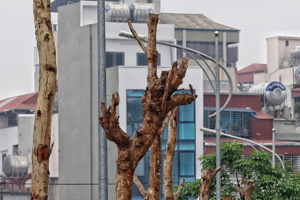 Có thể thấy rằng, việc hàng loạt cây xanh có dấu hiệu chậm phát triển hoặc chết khô đã đi ngược lại với kỳ vọng giảm thiểu ô nhiễm và tạo cảnh quan trên tuyến đường mới mở với tổng vốn đầu tư 342 tỷ đồng.