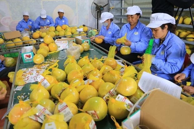 Xuất khẩu rau quả năm 2023 được dự báo có thể đạt trên 5 tỷ USD.