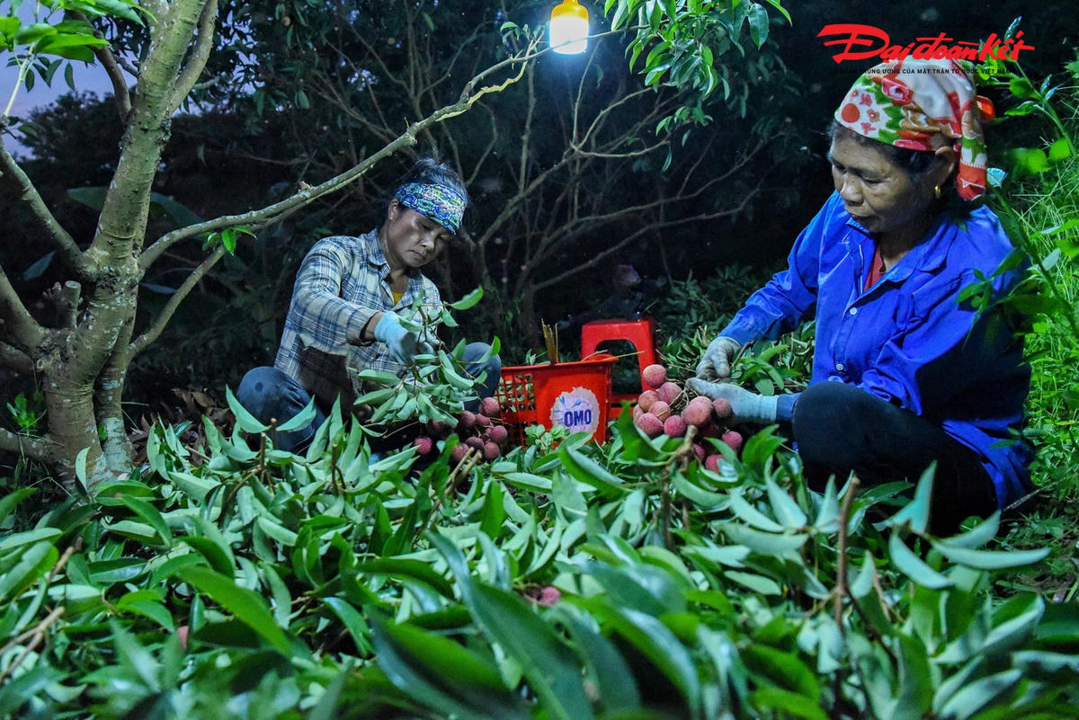 Những chùm vải căng mọng nước vừa được bẻ xuống, người dân lại bắt đầu chia nhau vặt lá, buộc, chặt cuống để cho ra những chùm vải đẹp, bán được giá nhất. Trung bình một đêm, mỗi người dân có thể thu hoạch được 100 – 200 kg vải.