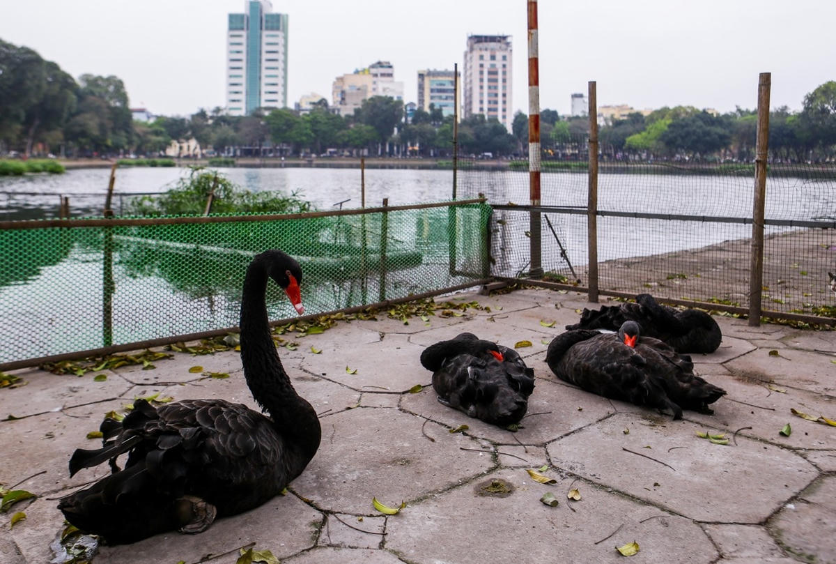 Trước đó, tháng 2/2018, đàn thiên nga gồm 12 con nhập từ Châu Âu được cơ quan chức năng thả xuống hồ Hoàn Kiếm (quận Hoàn Kiếm, Hà Nội), trong đó có 5 con trắng và 7 con đen. Tuy nhiên, vấp phải nhiều ý kiến trái chiều từ dư luận, 12 con thiên nga này đã được đưa về hồ Thiền Quang để nuôi.