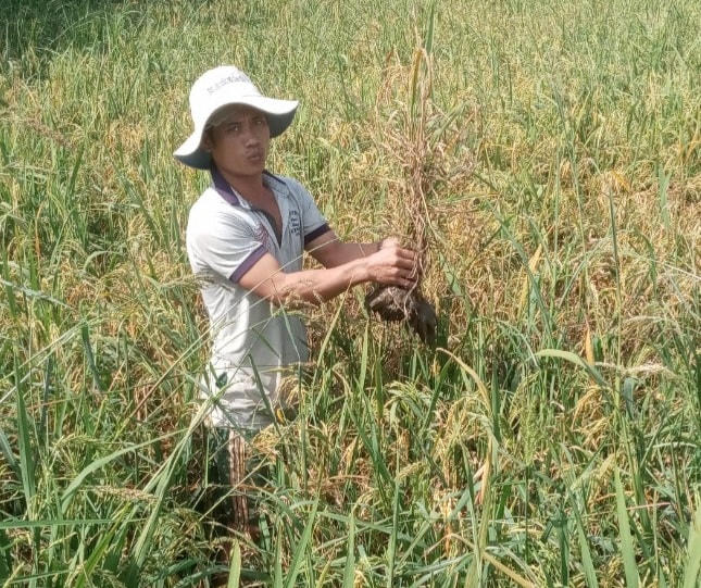 Ruộng lúa của Nguyễn Văn Đằng nằm gần trại heo của ông Lâm Hồ Nguyễn đang trổ bông đã bị chết mòn héo hắt.