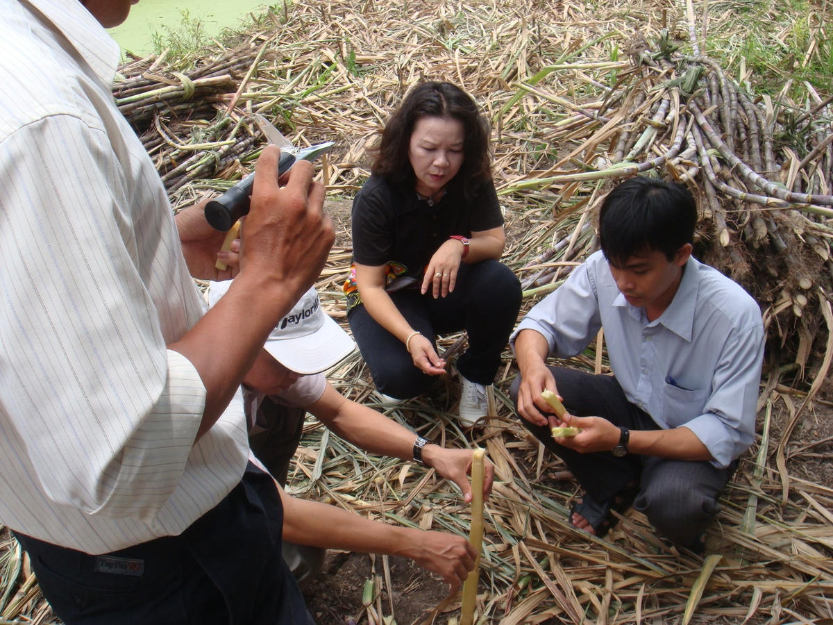 GS Nguyễn Minh Thủy đến với bà con nông dân trồng mía.  